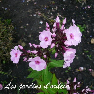 Phlox paniculata rose